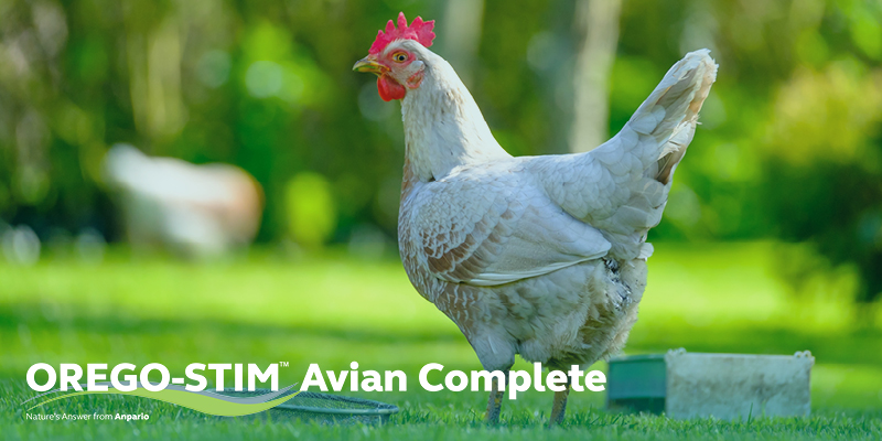 Hot Topic: Help Your Hens Stay Cool This Summer & Avoid Heat Stress